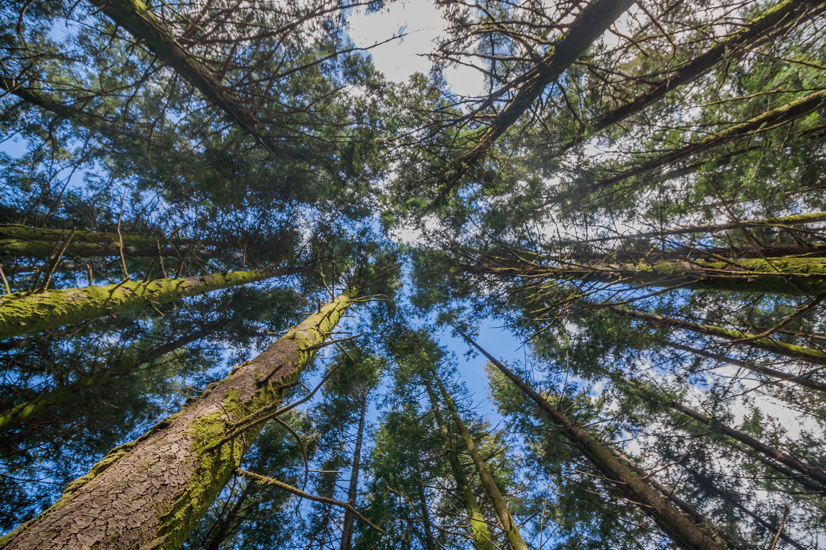 Centro PINUS estuda investimento em pinheiro-bravo