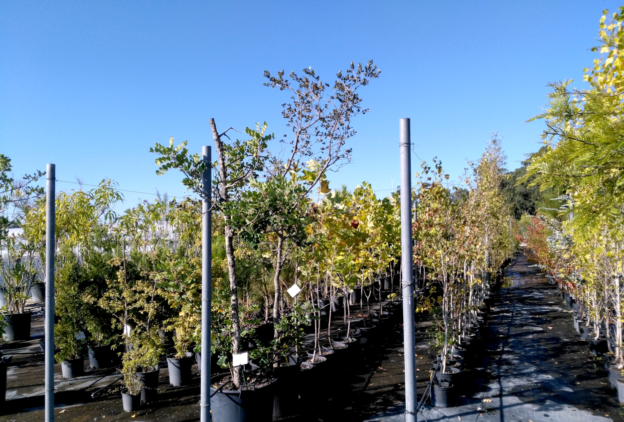 Floresta Comum: ICNF tem mais de 165 mil plantas para doar