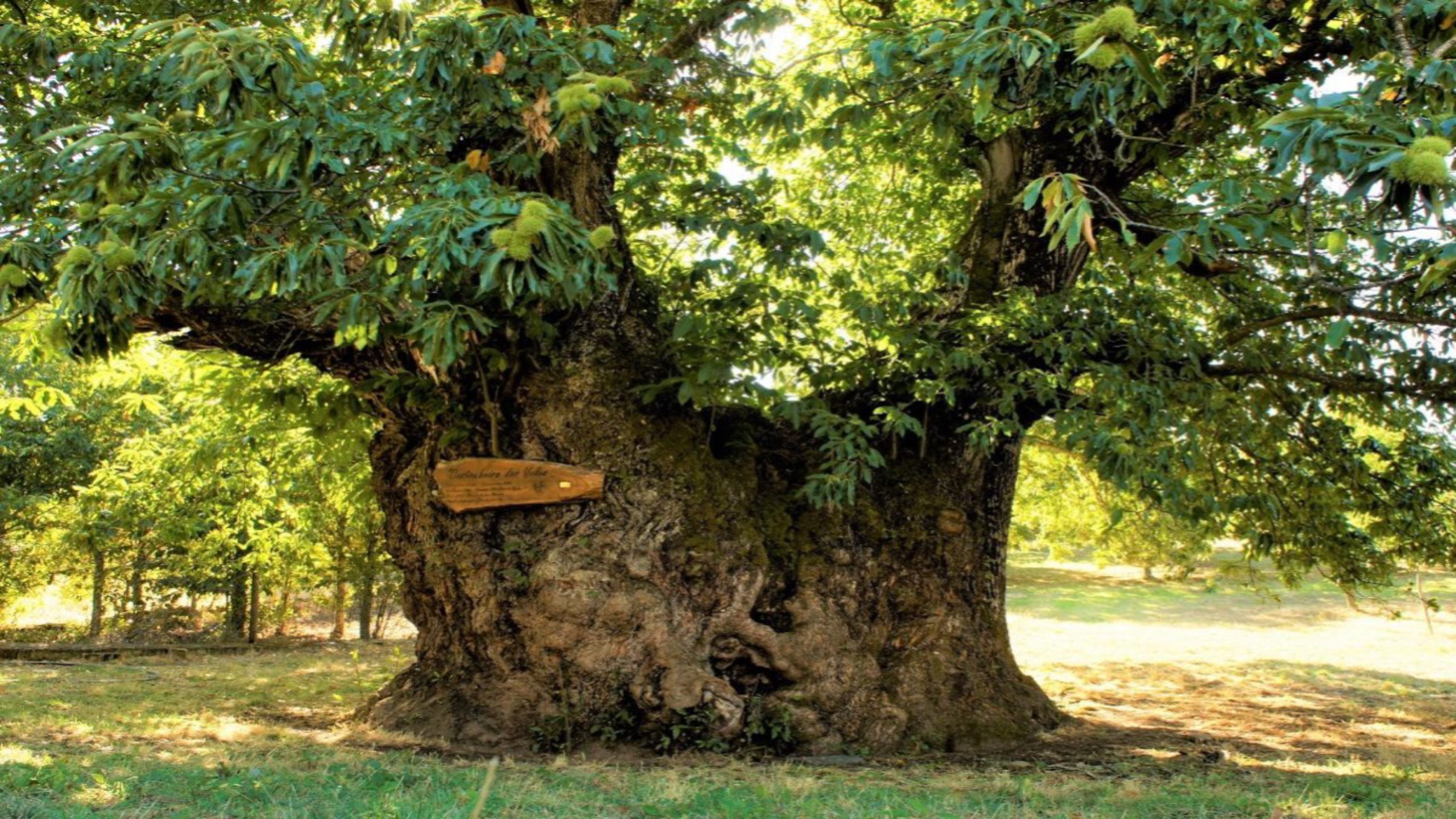 Castanheiro de Vales é a Árvore do Ano 2020 em Portugal