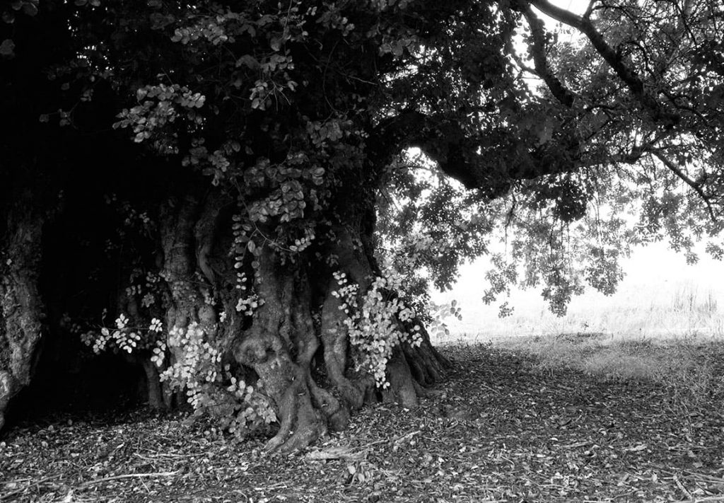 Alfarrobeira da Quinta da Parra