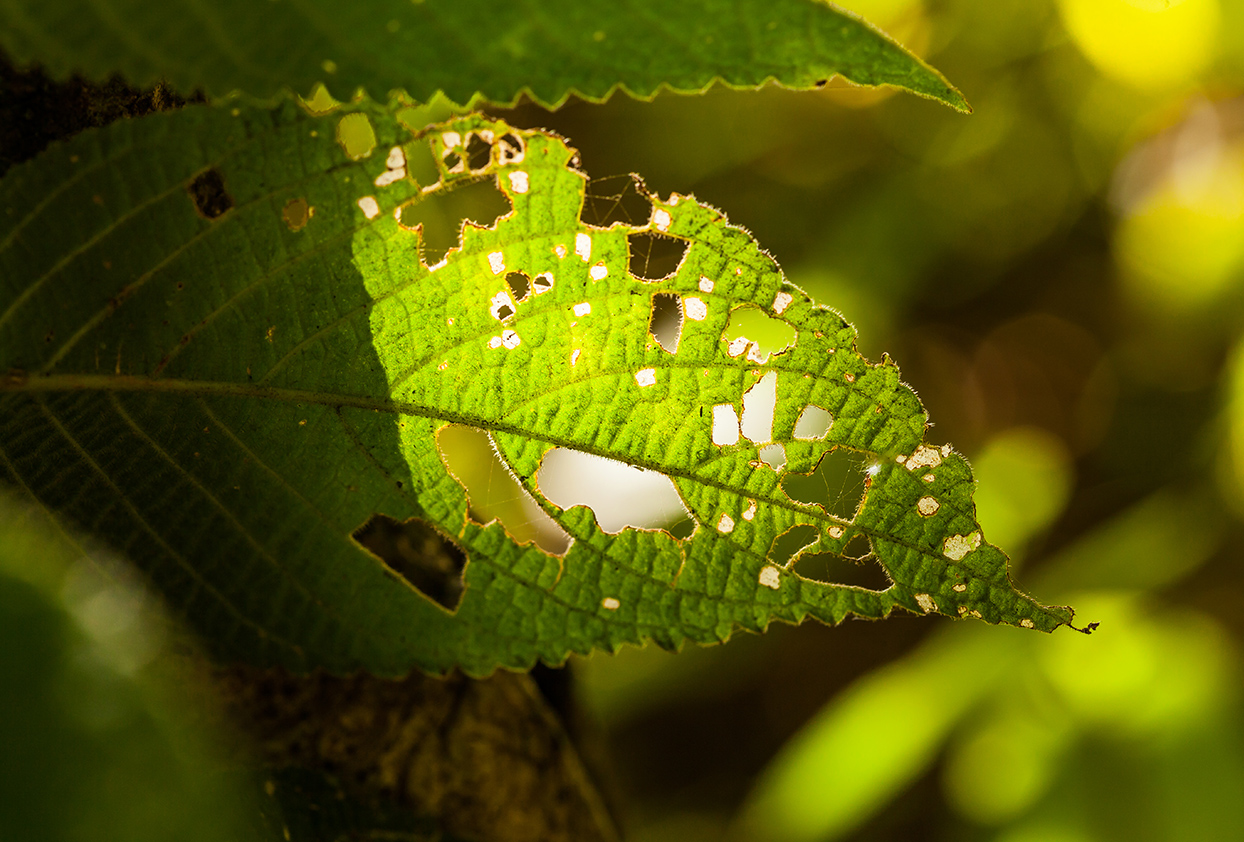 2020 é o Ano Internacional da Sanidade Vegetal