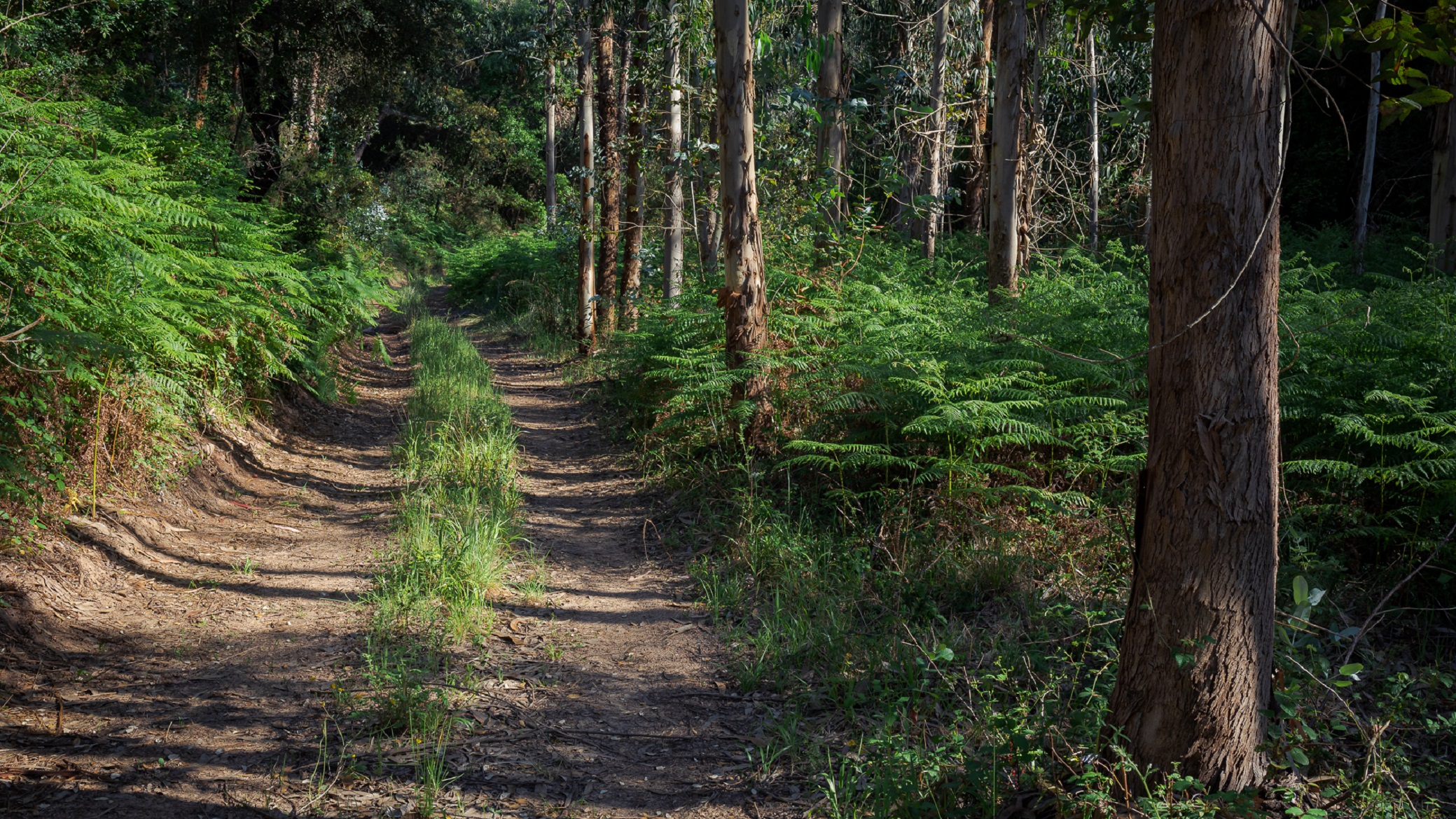 145 milhões de euros para investimento na floresta em 2020