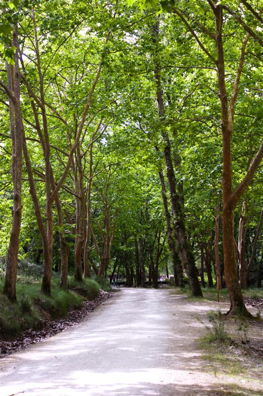 tapada de mafra