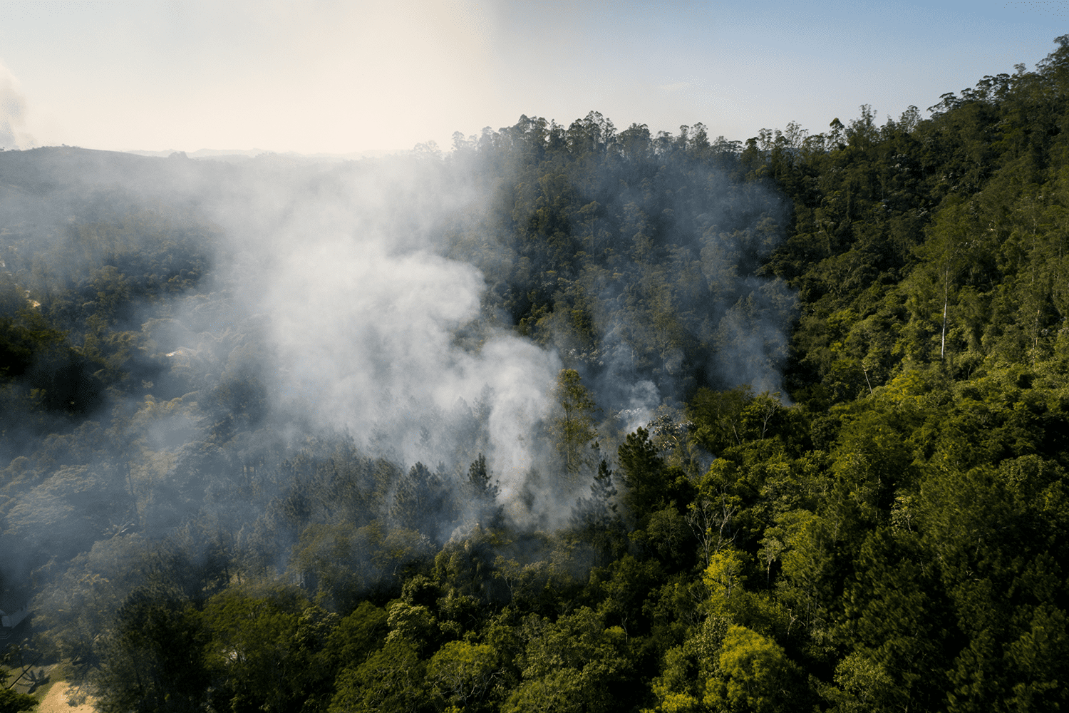 WWF: clima e abandono rural tornam Portugal vulnerável a incêndios extremos