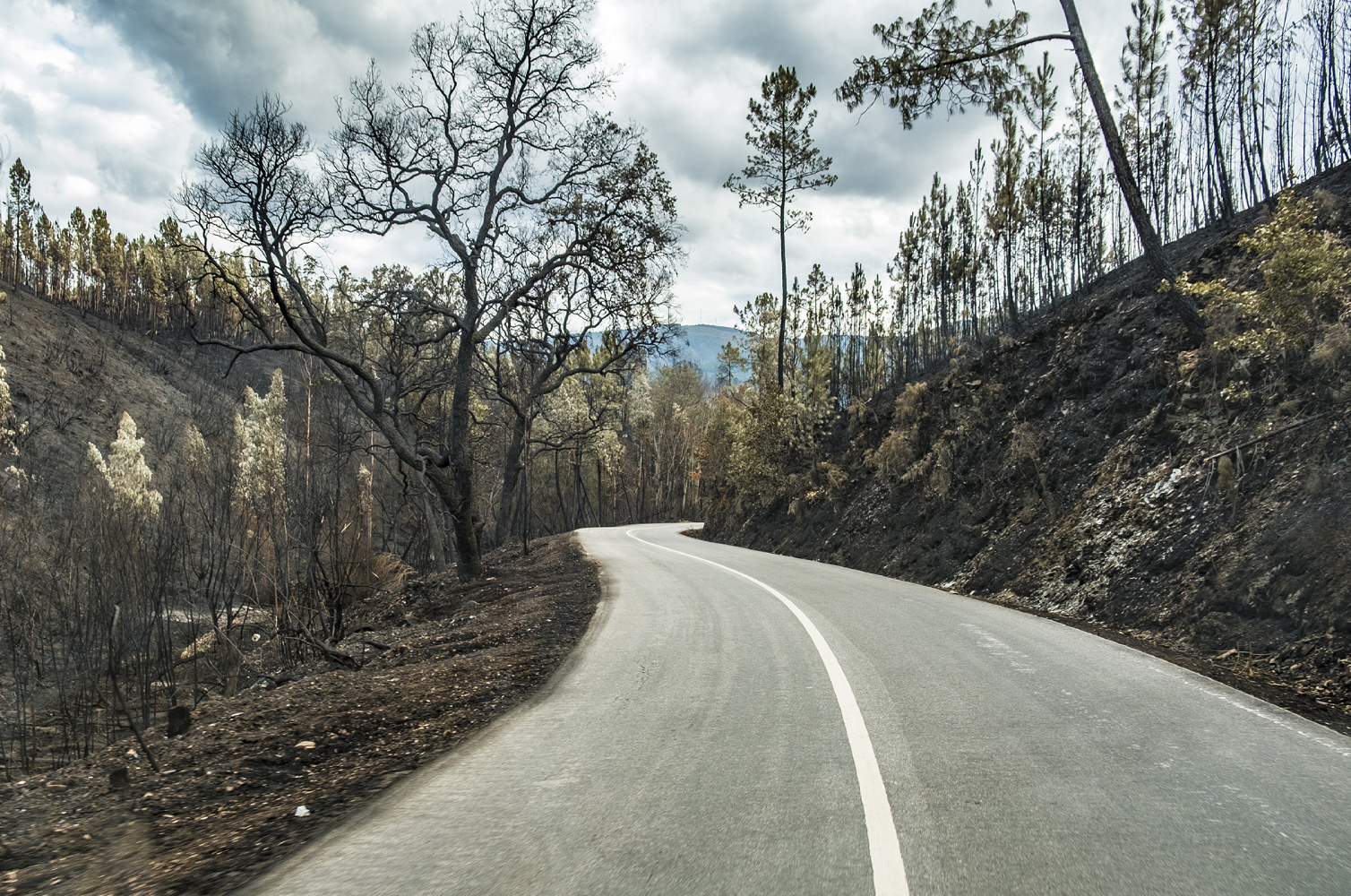 Fatores de risco de incêndio em destaque no Observador