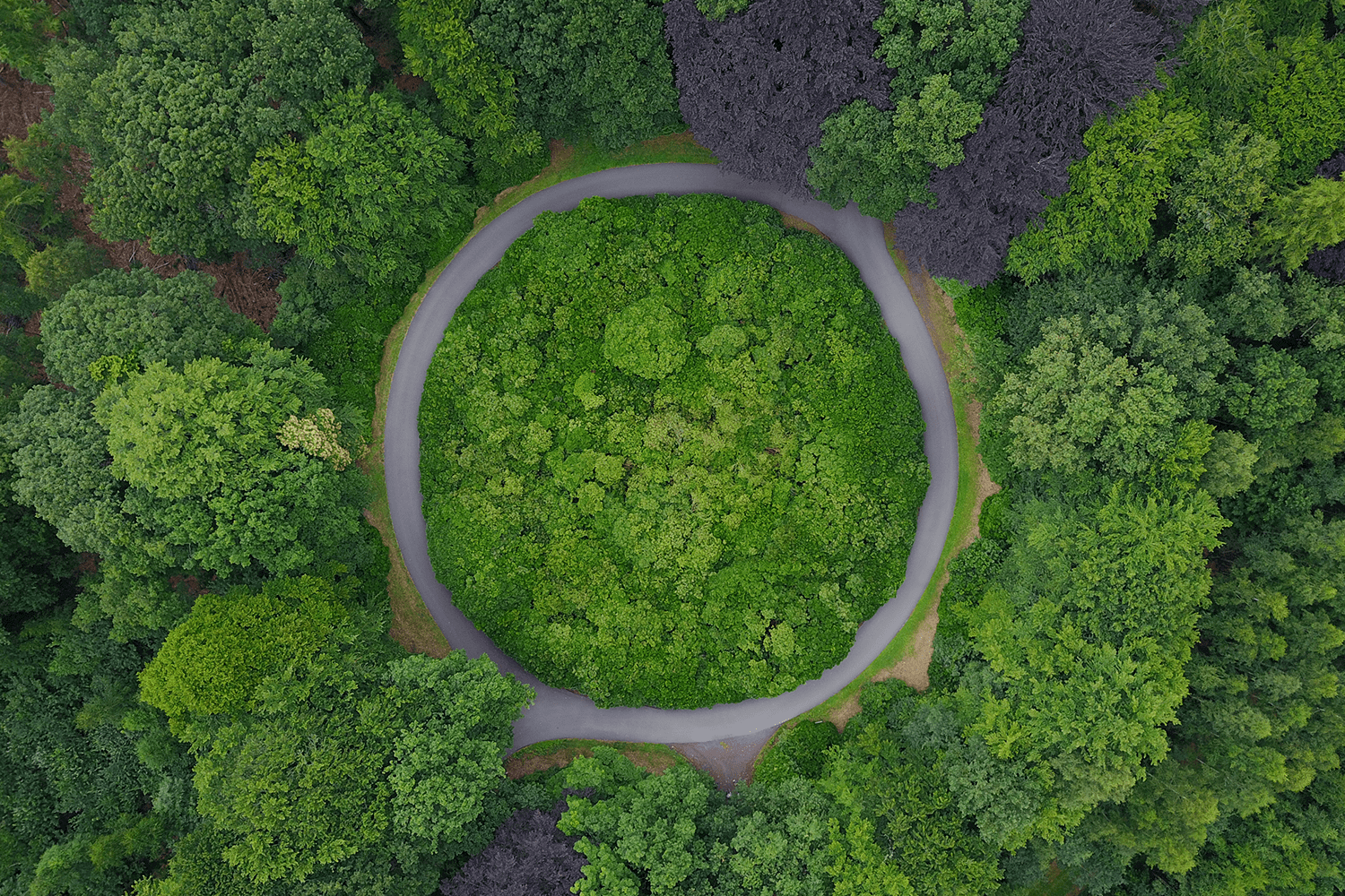 EFI traça plano para uma “Bioeconomia Circular de Bem-Estar”