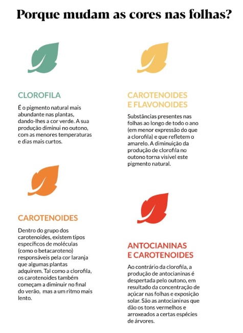 ilustração-artigo-folhas-de-outono