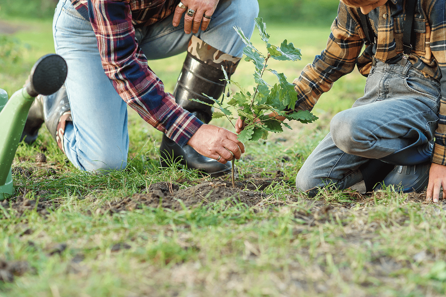 Dia da Floresta Autóctone: preservar e plantar