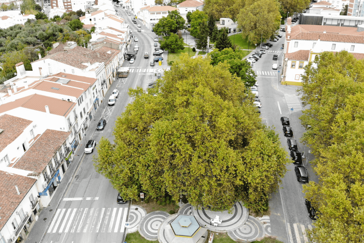 Plátano alentejano no concurso Árvore Europeia do Ano 2021