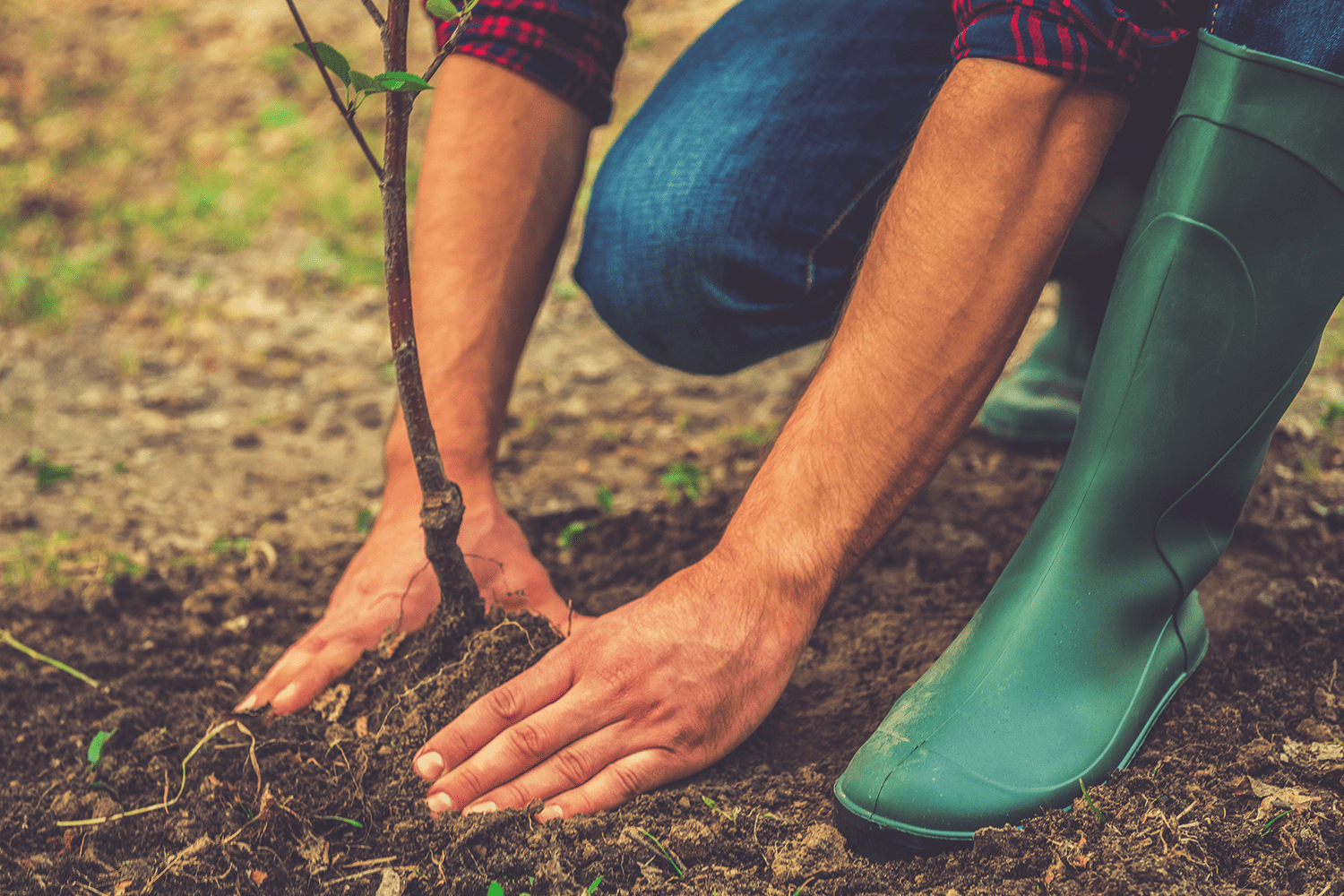 Novo manual técnico apoia avaliação de projetos de arborização