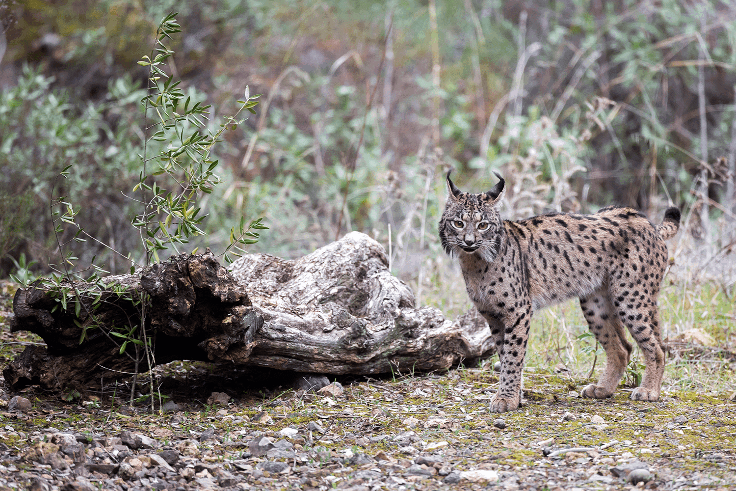 Floresta e lince ibérico à procura de voluntários