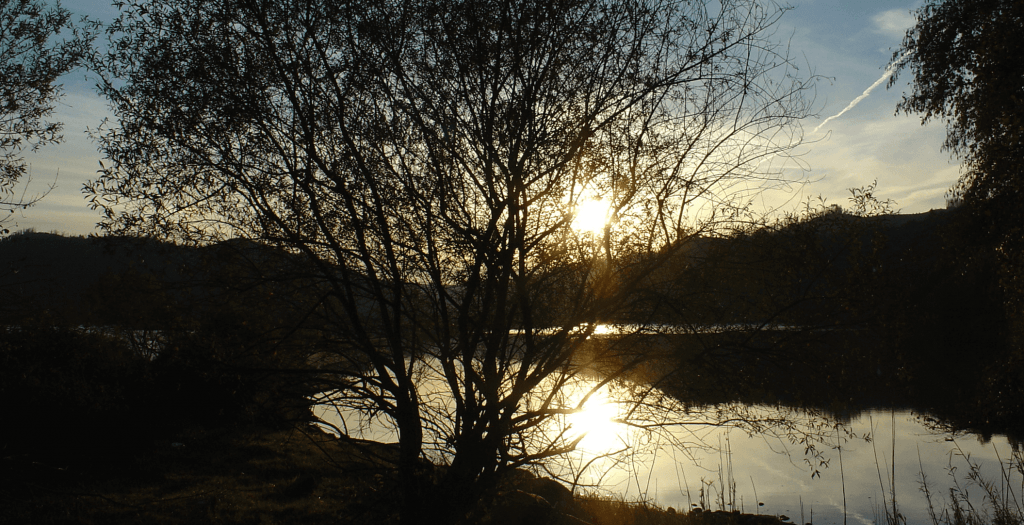 alnus_glutinosa