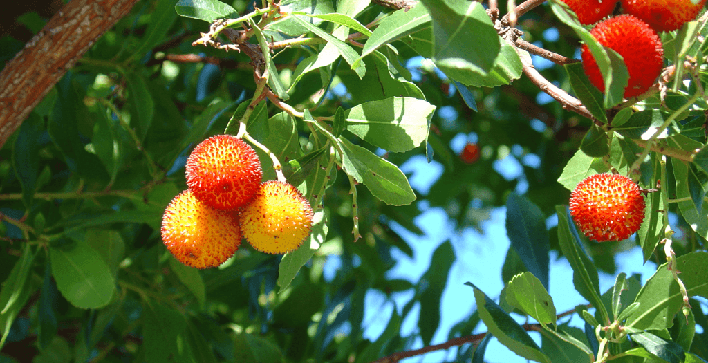 arbutus_unedo