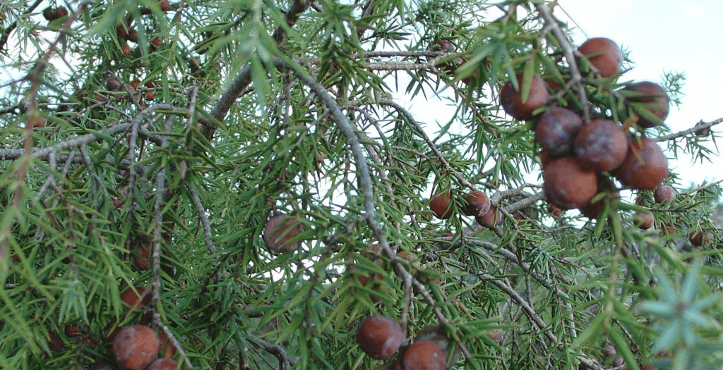 juniperus_oxycedrus