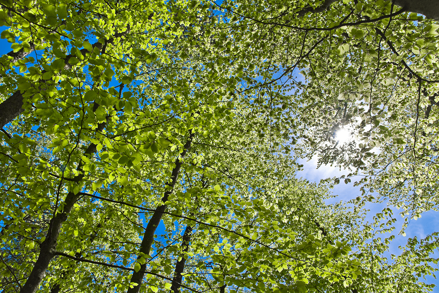 Forests Forward: nova plataforma do WWF para proteger as florestas