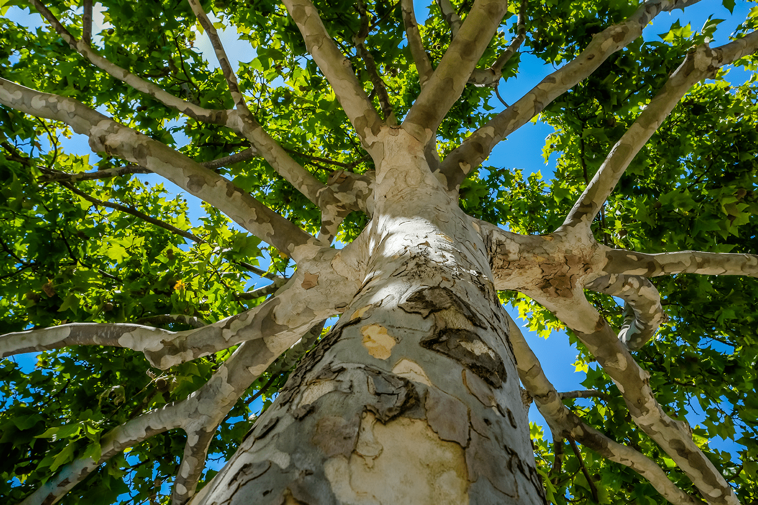 Carbono Biodiverso: preservar árvores e ajudar a compensar pegada carbónica