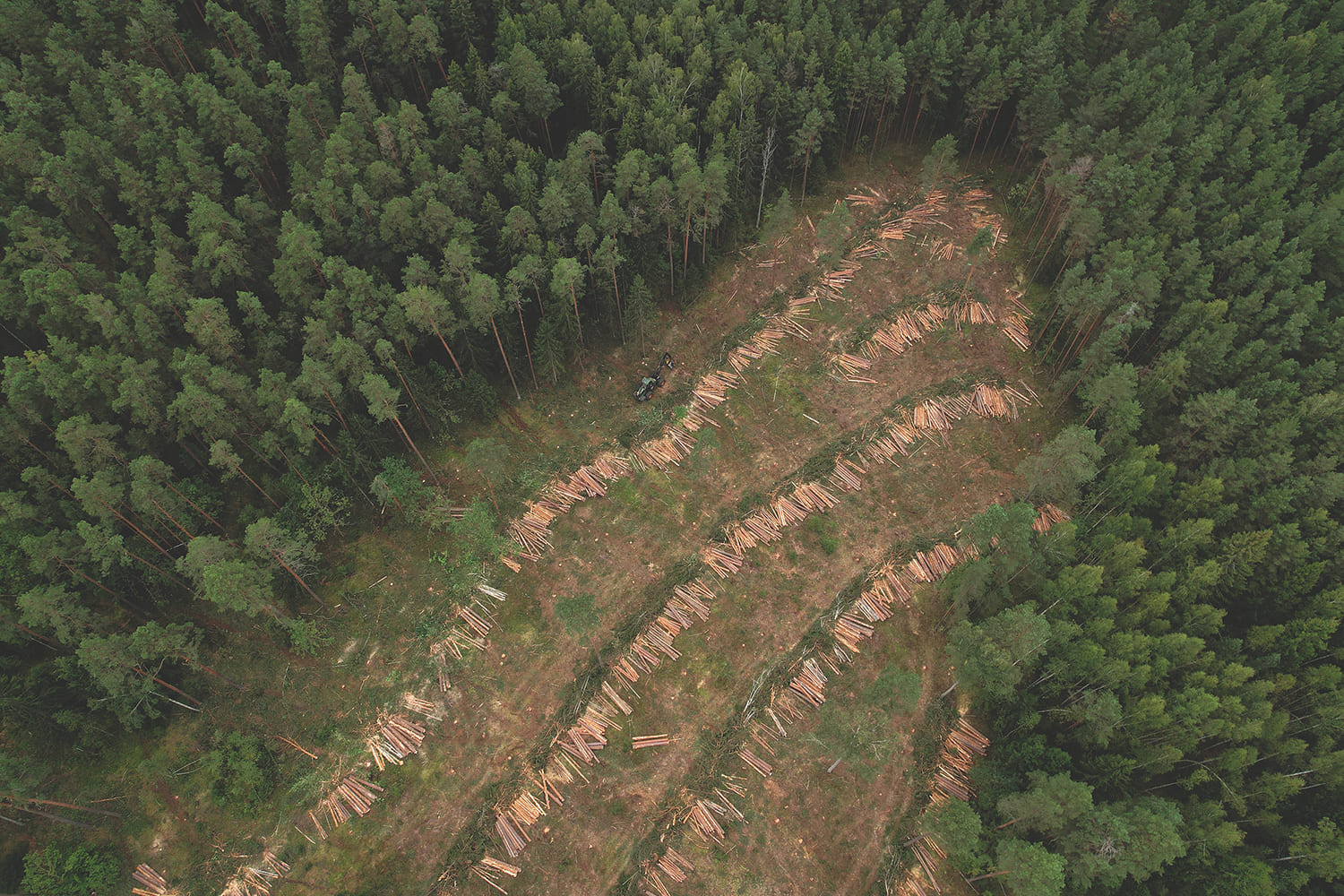 FAO reforça SEPAL: conhecimento ajuda a gerir a floresta e a conter a desflorestação