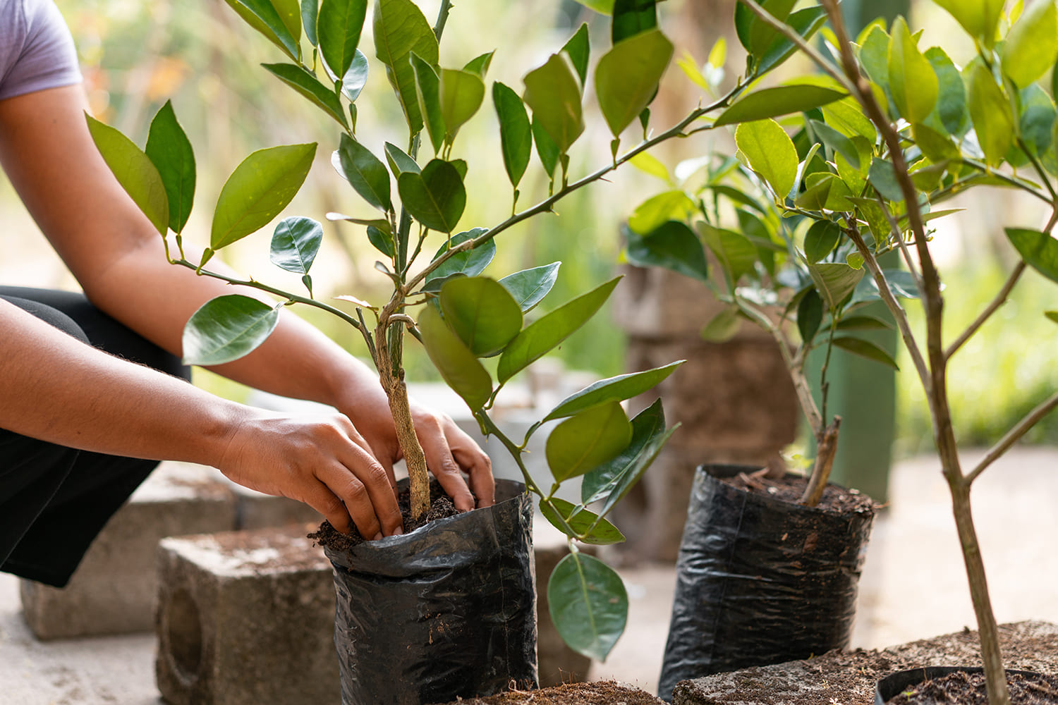 6 concursos para apoiar a floresta: 35 milhões de financiamento