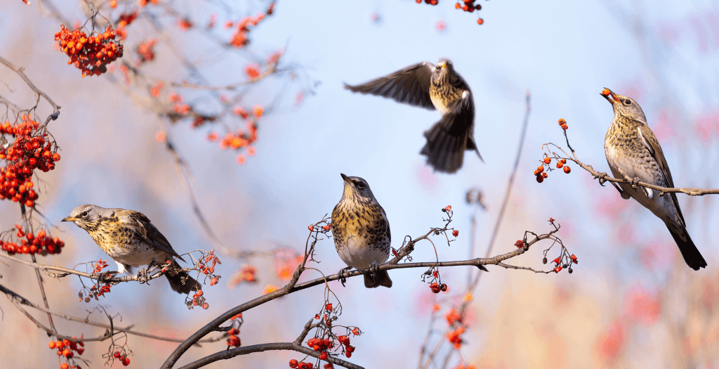 Aves Migratórias