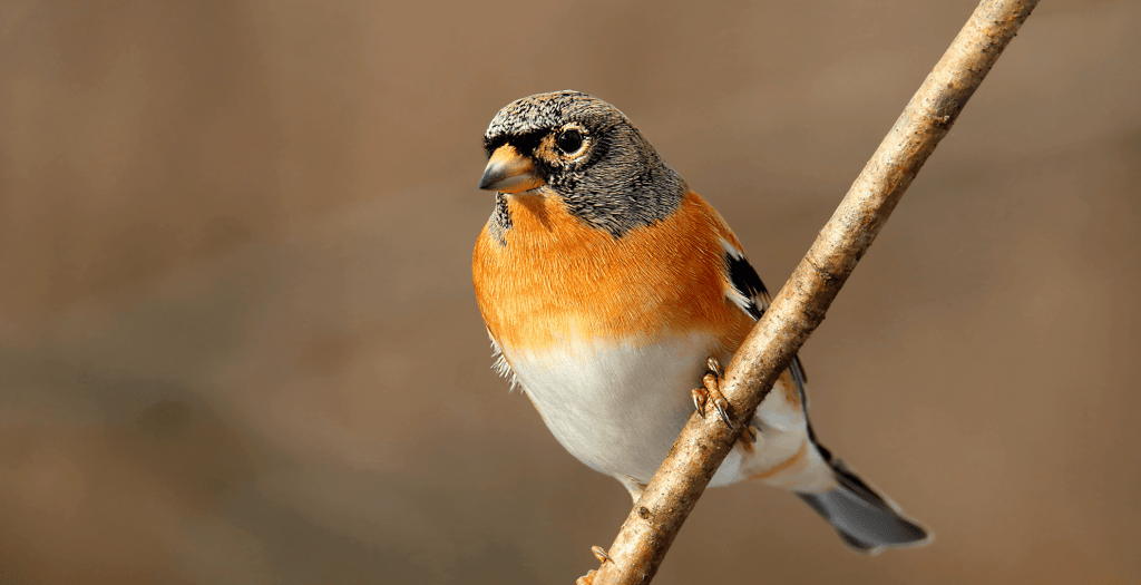 Fringilla montifringilla