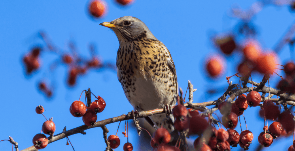 Turdus pilaris