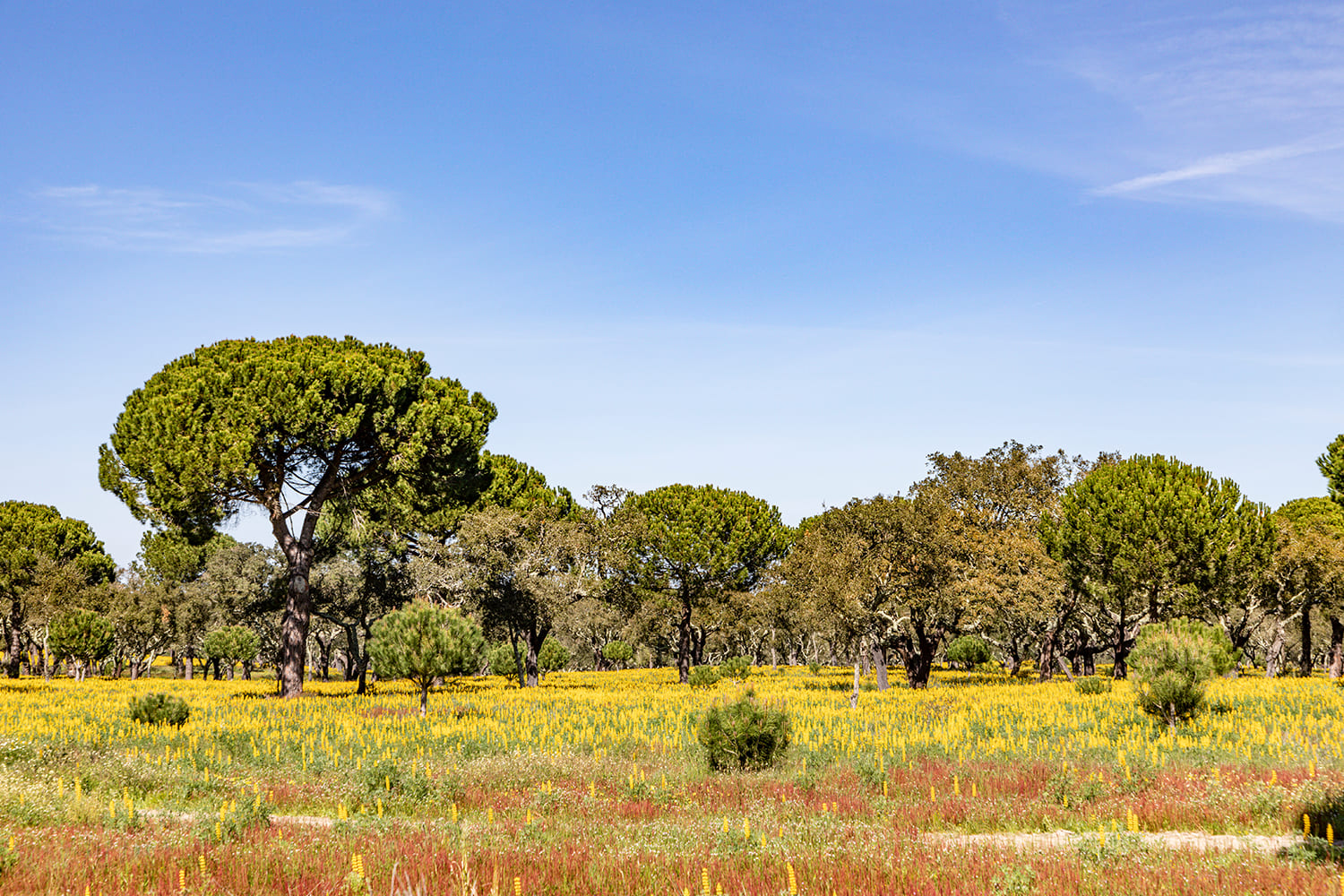 10 milhões em apoios do PRR à floresta para organizações de produtores e centros de competência