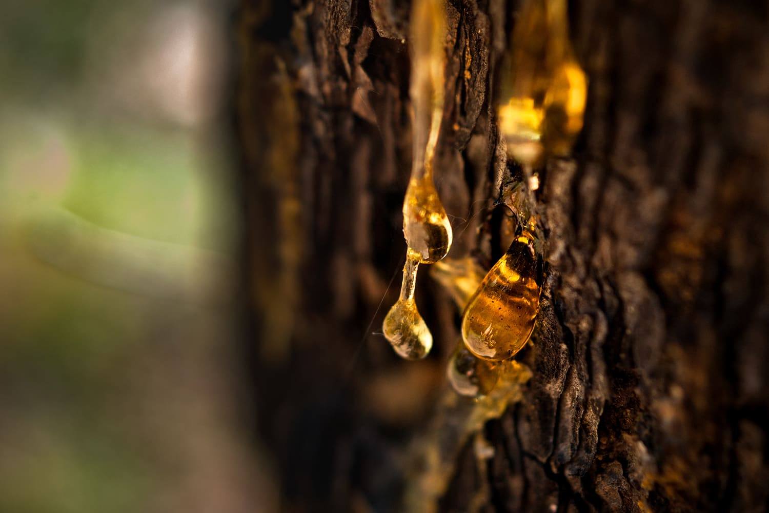 Resina Natural Europeia: uma marca para valorizar a fileira resineira