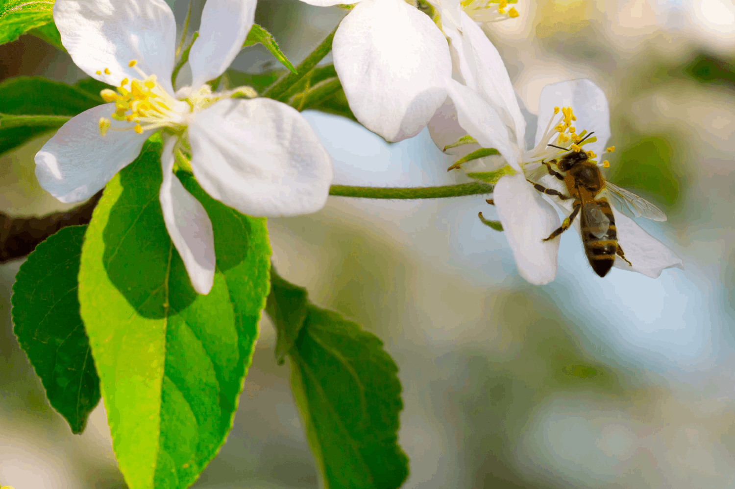 3 datas em maio que apelam à conservação da natureza