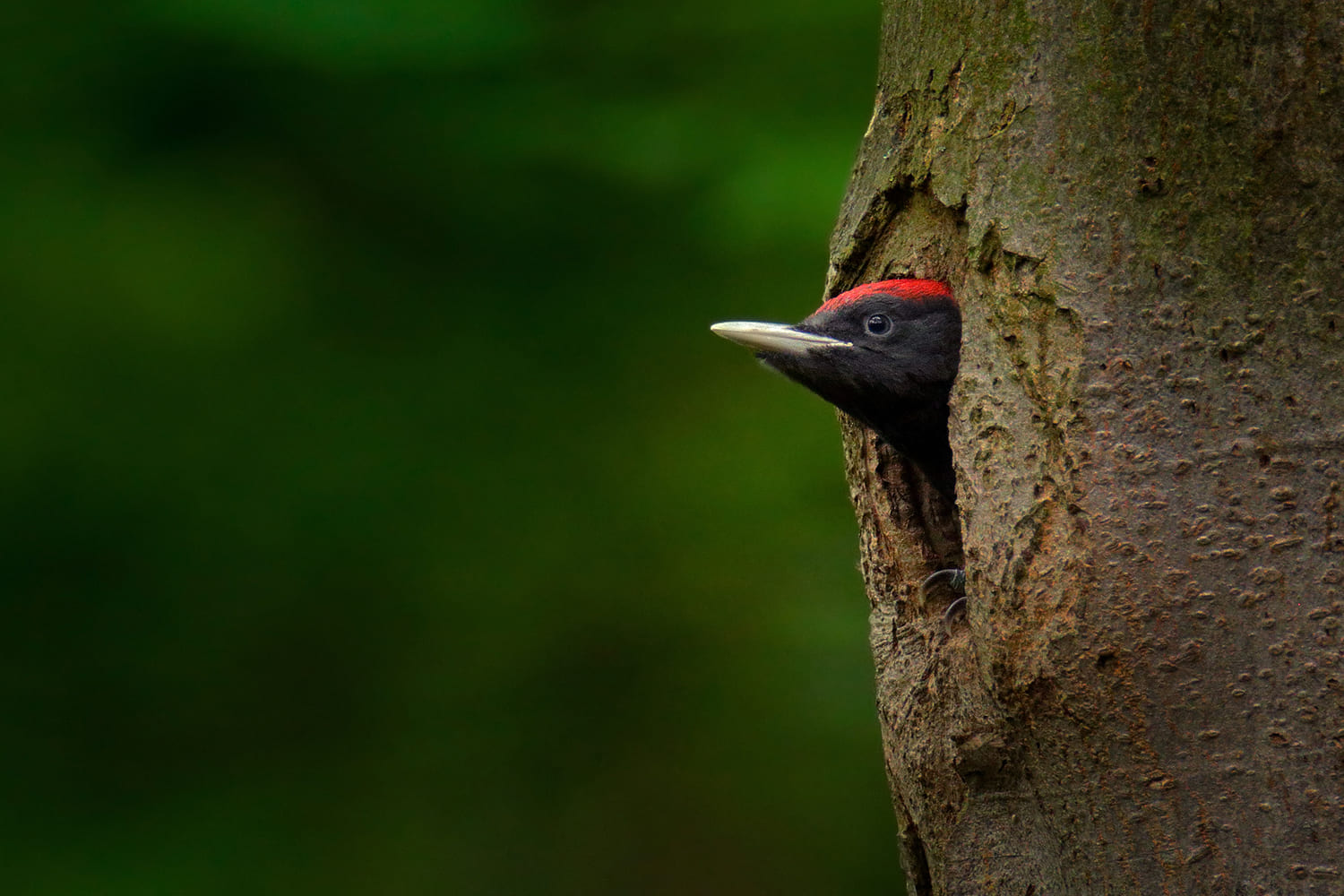 Biodiversidade Florestal na Europa: relatório EFI reforça importância da gestão mais próxima da natureza