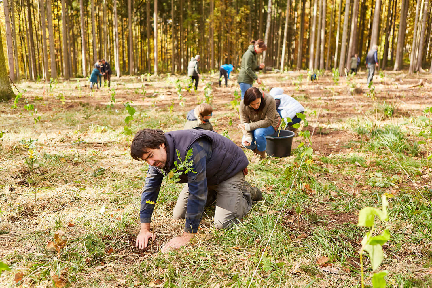 Floresta Comum tem árvores para doação: candidaturas até 30 de setembro