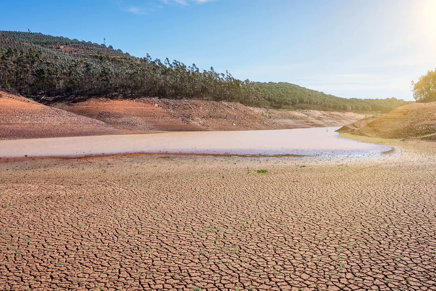 Criar bosquetes biodiversos para combate à desertificação