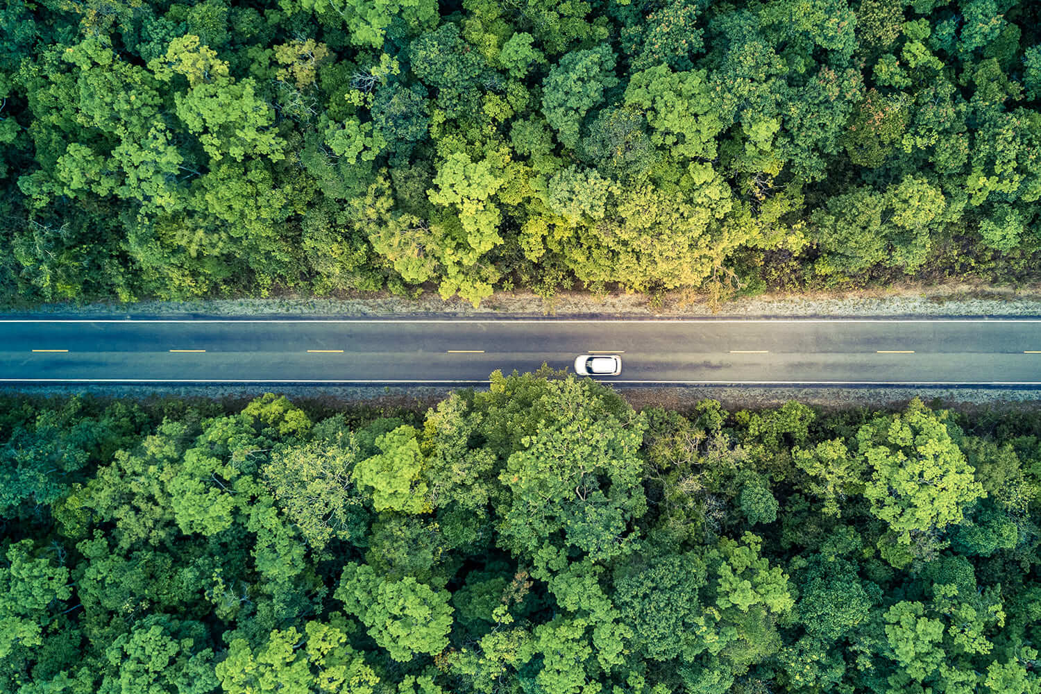 Como melhorar a monitorização florestal na Europa? Consulta pública antecede regulação