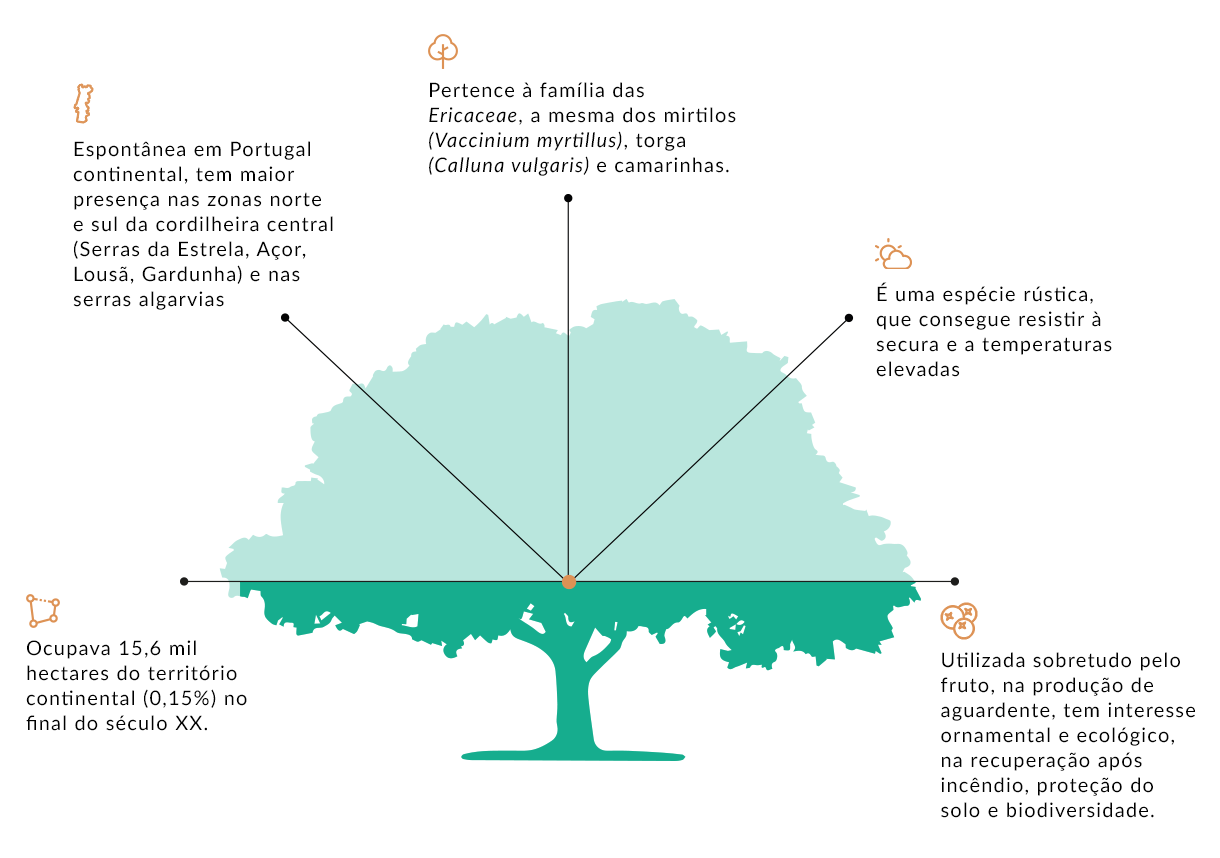 gráfico-medronheiro_v2