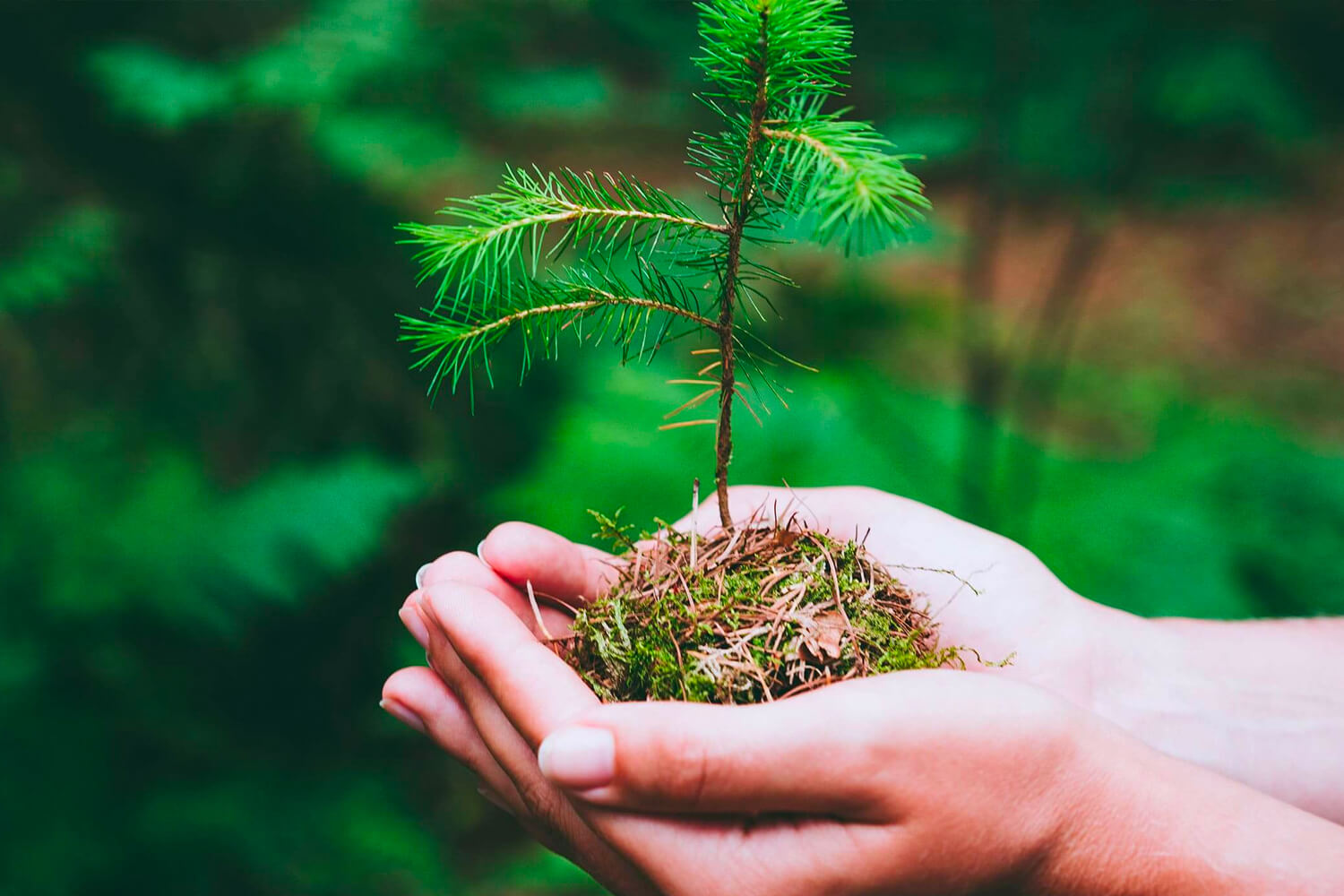 Dia da Floresta Autóctone 2022 assinalado por doação de árvores para reflorestação