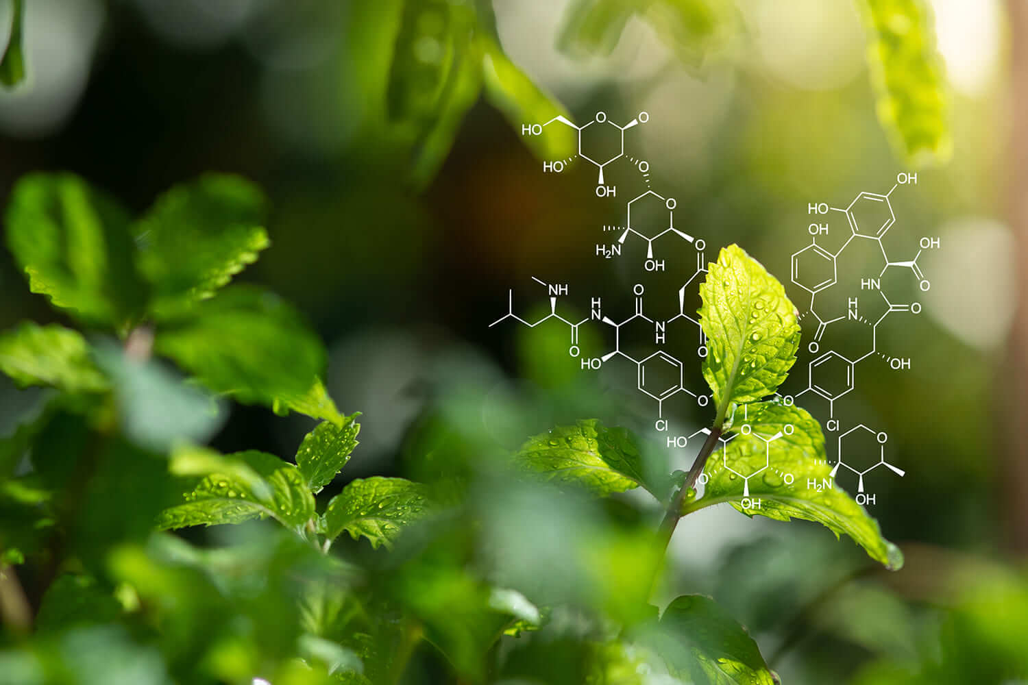 Programa Promove 2022 financia novos bioprodutos da floresta