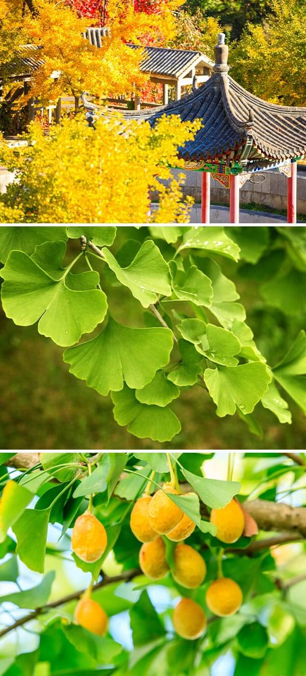 imagem-interior-vertical_Arvores-com-historia_3_VF imagem-interior-vertical_Arvores-com-historia_3_VF