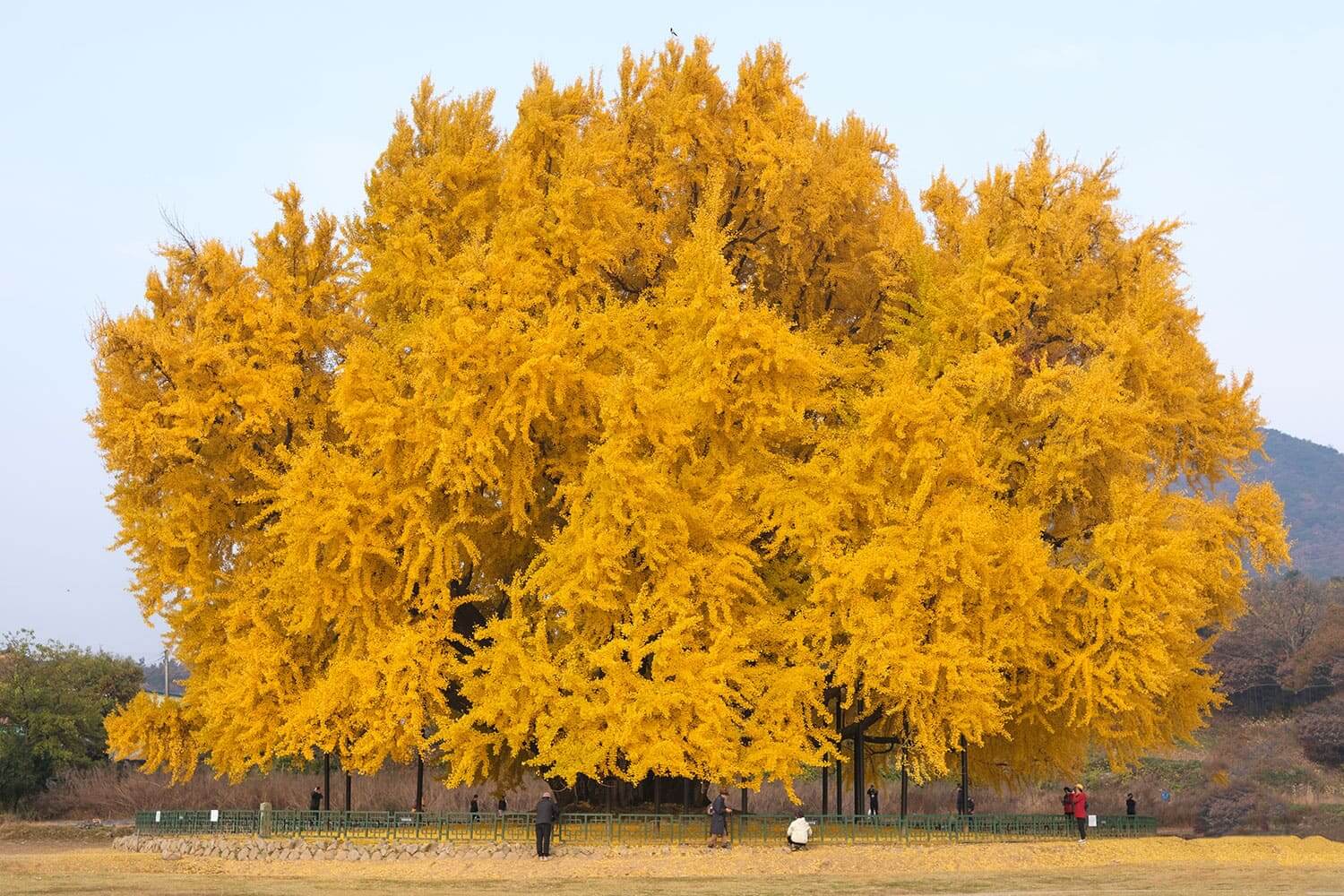 imagem-interior_Arvores-com-historia_1_VF imagem-interior_Arvores-com-historia_1_VF