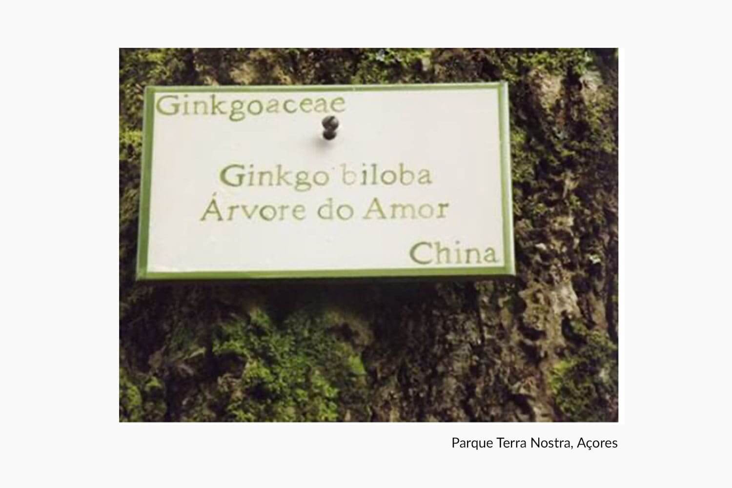 imagem-interior_Arvores-com-historia_4_VF imagem-interior_Arvores-com-historia_4_VF