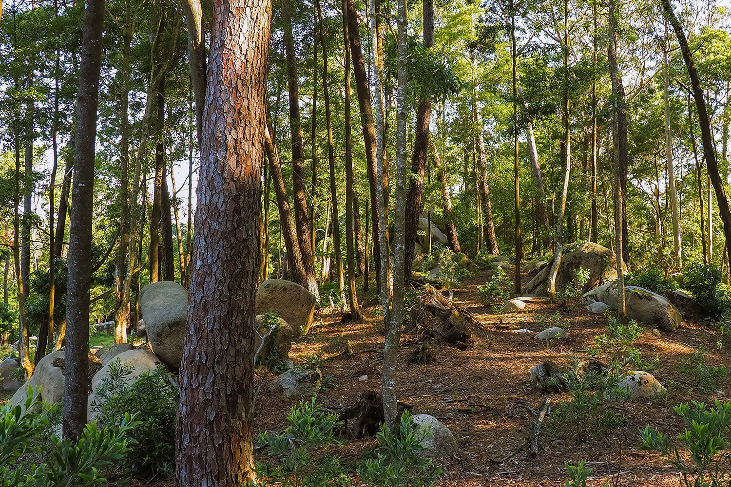 Fundo LAND quer captar 500 milhões para restaurar floresta e capturar carbono