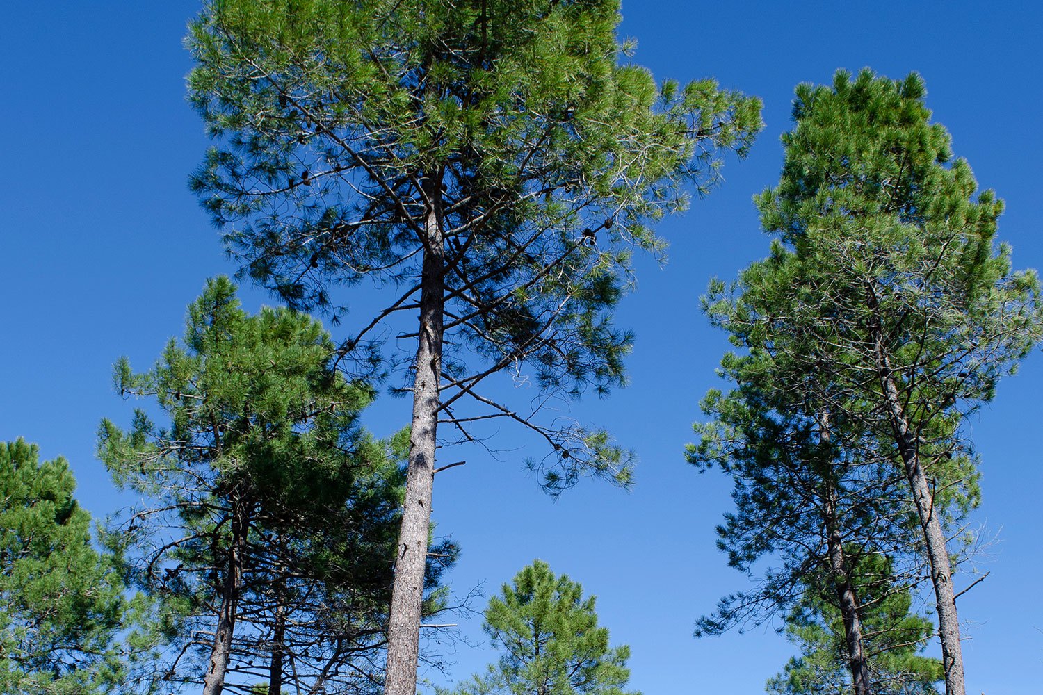 imagem-galeria-Recursos_Naturais