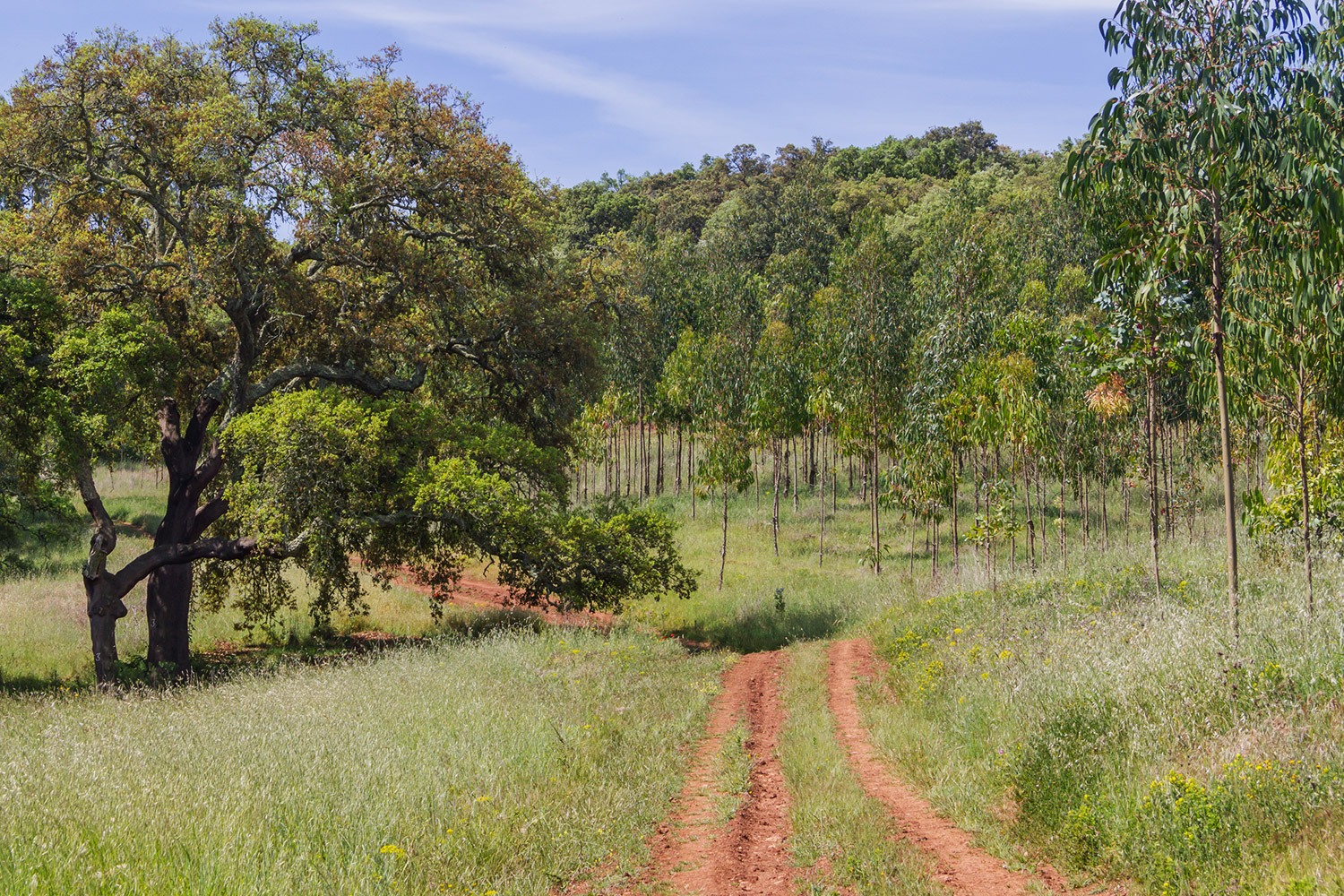 Prémio Floresta é Sustentabilidade 2023/24 com candidaturas até novembro