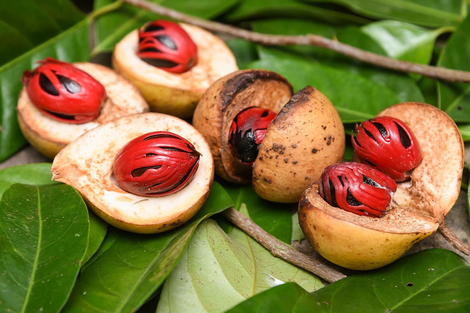 imagem-4_especiarias_que_crescem_nas_arvores-2