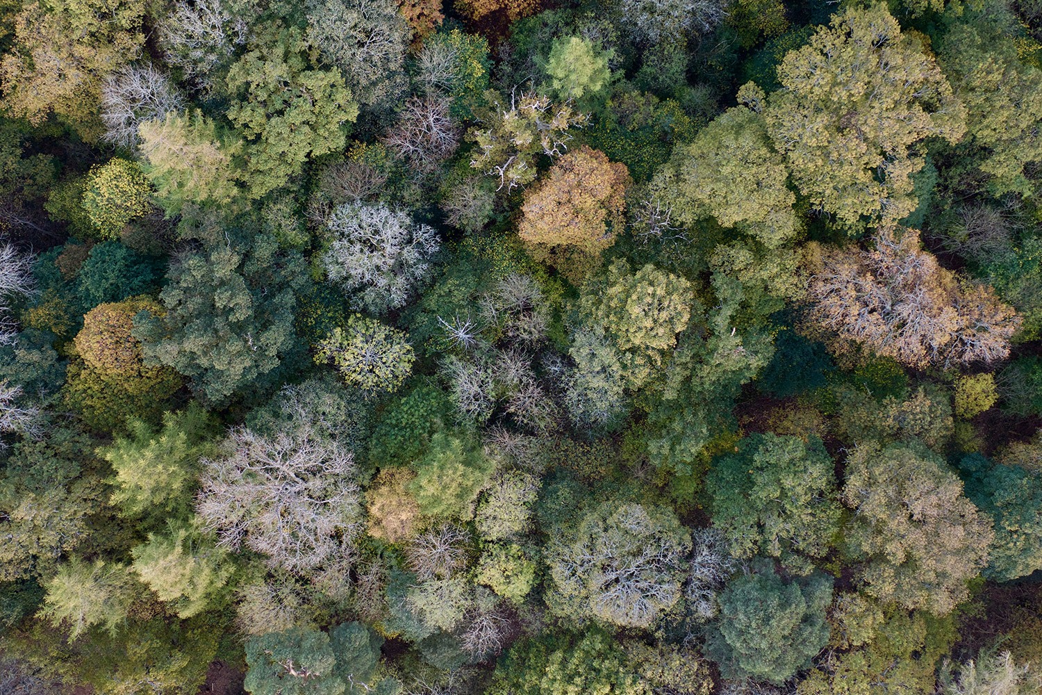 Meteorologia, clima e florestas: árvores perdem o verde em pleno verão