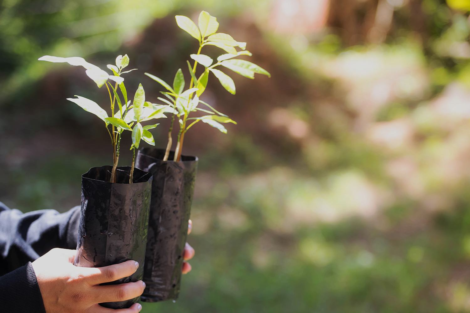 Financiamento para florestação e prevenção de riscos florestais - candidaturas PDR em 2023