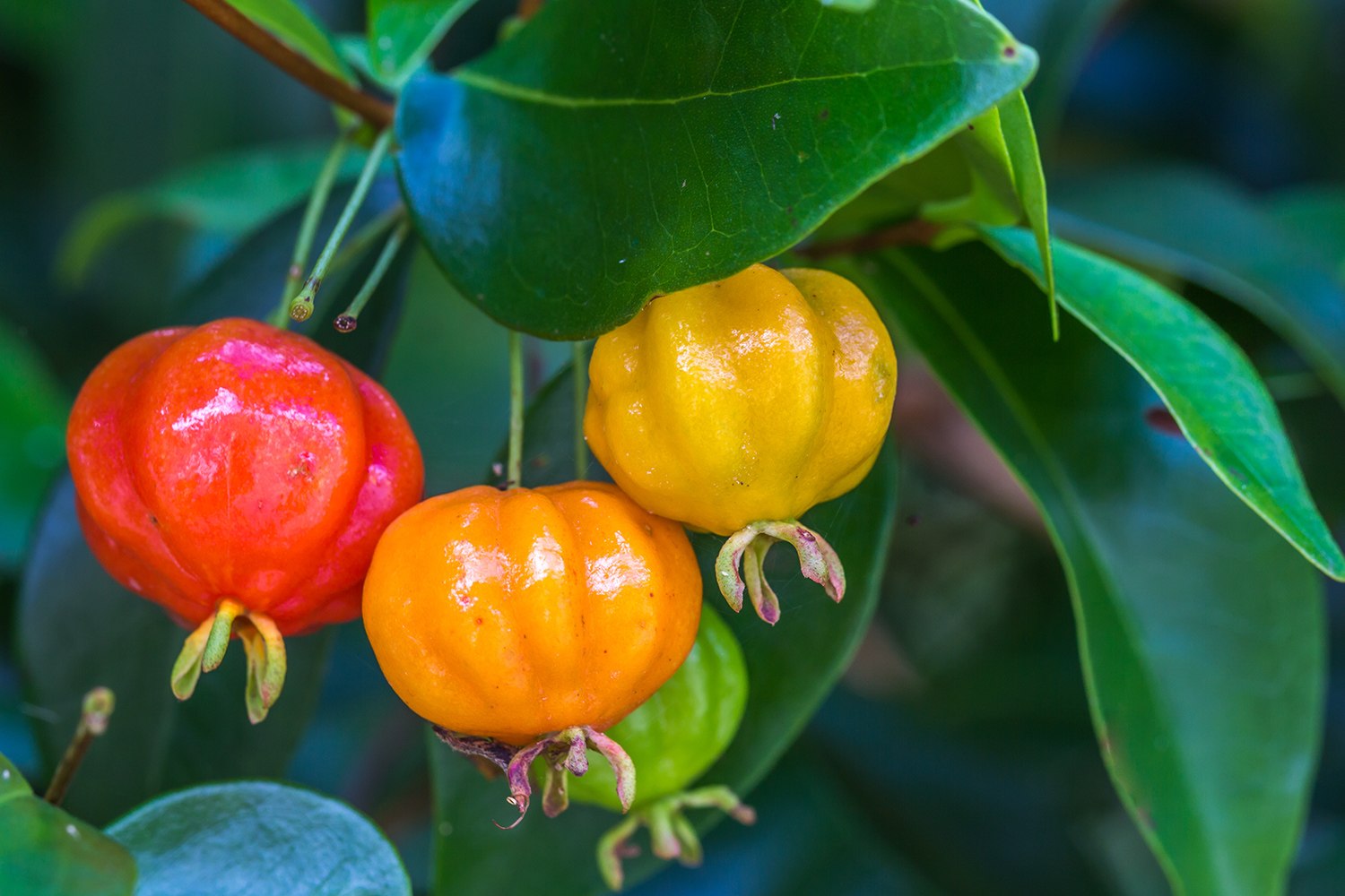Quantas espécies de plantas há no mundo? Mais de 350 mil espécies vasculares já identificadas pela ciência