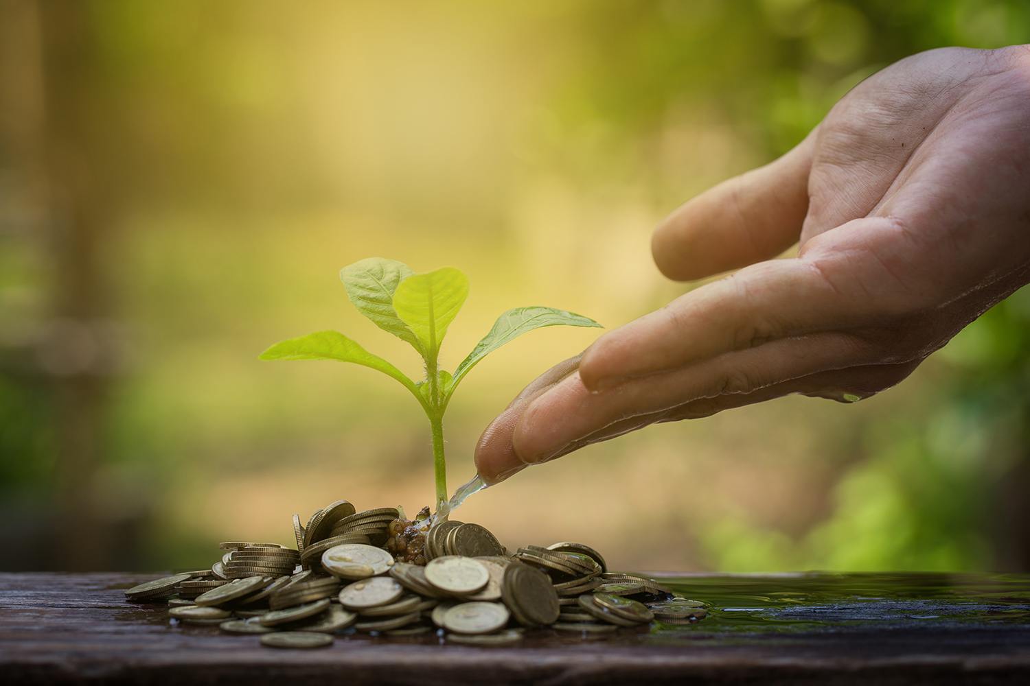 Critérios para o financiamento sustentável da biodiversidade florestal