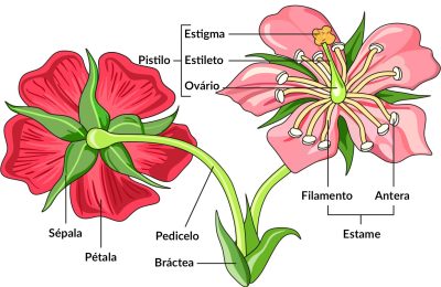 Partes da flor Partes da flor
