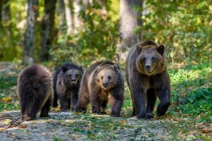 O urso-pardo está Regionalmente Extinto em Portugal