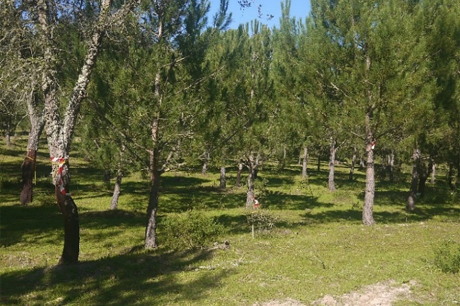 Povoamentos Mistos: benefícios das várias espécies de árvores
