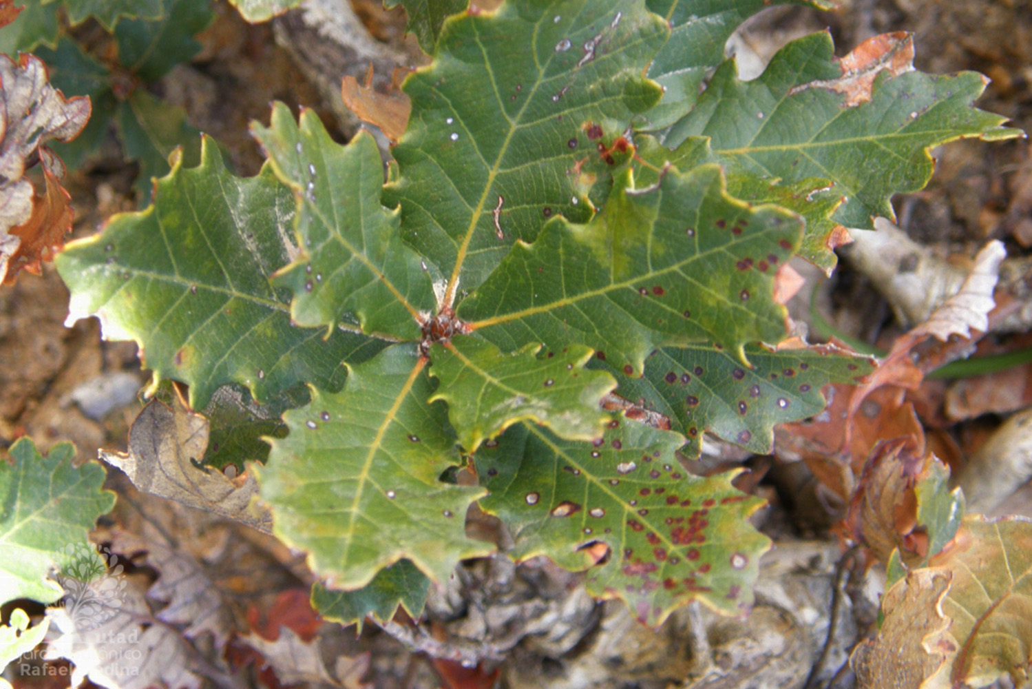 Interior_2_LusoQuercus